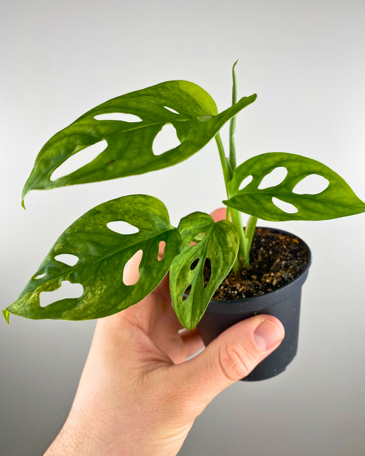 Rolling Stones Tongue